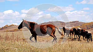 Horses running in prairie