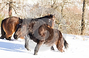 Horses running in the snow