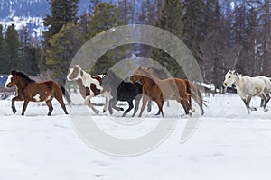 Horses Running In The Snow