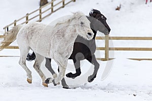 Horses Running In The Snow