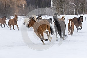 Horses Running In The Snow