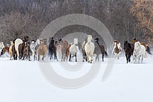 Horses Running In The Snow