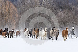 Horses Running In The Snow