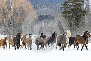 Horses Running In The Snow