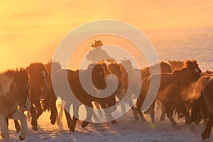 Horses Running on Snow Field During the Sunrise in Inner Mongolia, China