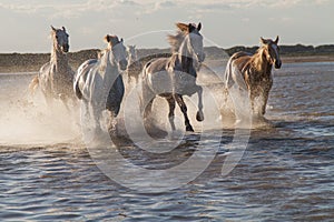 Horses running in the water