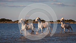 Horses running in the water