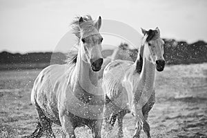 Horses running in the water