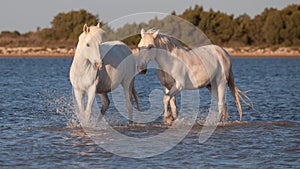 Horses running in the water