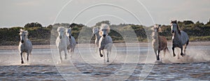 Horses running in the waters