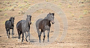Horses running wild across a dry hillside