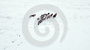 Horses Running in Winter Field. Rural Animals in Snow Covered Meadow. Frozen North Countryside in Iceland. Icelandic