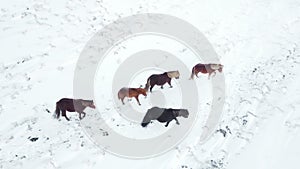 Horses Running in Winter Field. Rural Animals in Snow Covered Meadow. Frozen North Countryside in Iceland. Icelandic