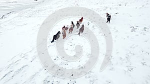 Horses Running in Winter Field. Rural Animals in Snow Covered Meadow. Frozen North Countryside in Iceland. Icelandic