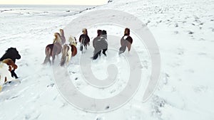 Horses Running in Winter Field. Rural Animals in in Snow Covered Meadow. Pure Nature in Iceland. Frozen North Landscape