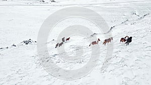 Horses Running in Winter Field. Rural Animals in in Snow Covered Meadow. Pure Nature in Iceland. Frozen North Landscape