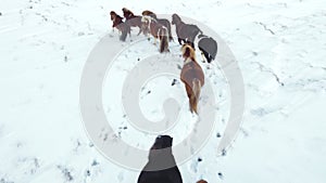Horses Running in Winter Field. Rural Animals in Snow Covered Meadow. Pure Nature in Iceland. Frozen North Landscape