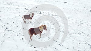 Horses Running in Winter Field. Rural Animals in Snow Covered Meadow. Pure Nature in Iceland. Frozen North Landscape