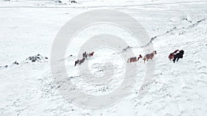 Horses Running in Winter Field. Rural Animals in Snow Covered Meadow. Pure Nature in Iceland. Frozen North Landscape