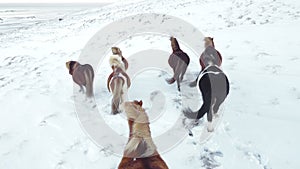 Horses Running in Winter Field. Rural Animals in Snow Covered Meadow. Pure Nature in Iceland. Frozen North Landscape