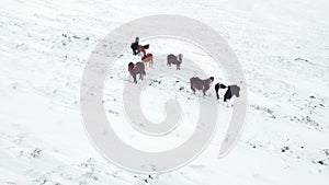 Horses Running in Winter Field. Rural Animals in Snow Covered Meadow. Pure Nature in Iceland. Frozen North Landscape