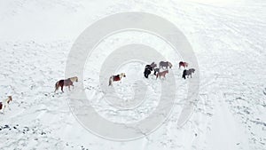 Horses Running in Winter Field. Rural Animals in Snow Covered Meadow. Pure Nature in Iceland. Frozen North Landscape