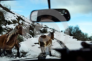 Horses running in a winter road with snow