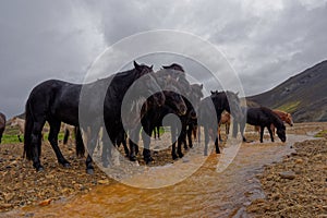 Horses in rural Iceland
