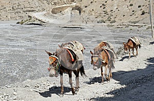 Horses, with a saddle for the carriage of cargo, go along the road, past the Kali Gandaki River. photo