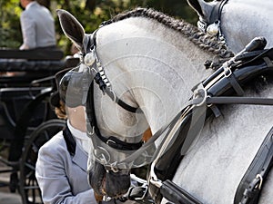 Horses with saddlery details for carriage horses at the MÃ¡laga Fair photo