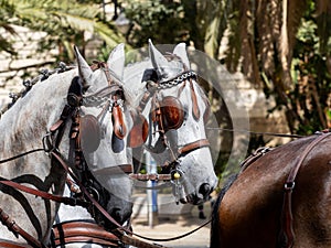 Horses with saddlery details for carriage horses at the MÃ¡laga Fair photo