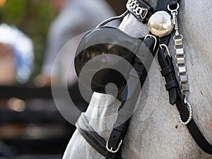 Horses with saddlery details for carriage horses at the Malaga Fair photo