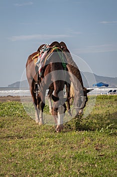 Horses with saddles grazing in grass by a beach in Tamarindo, Costa Rica