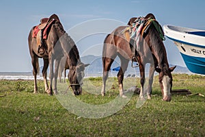 Horses with saddles grazing in grass by a beach in Tamarindo, Costa Rica