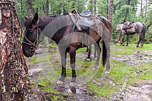 Horses with saddles in rainy weather tied to trees in the forest.