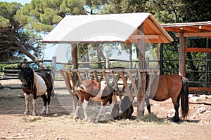 Horses in the safaripark  of national park Brioni, Croatia photo