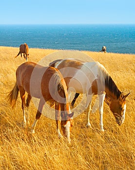Horses at seashore