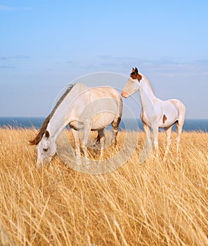 Horses at seashore