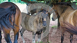 Horses seen on a way of a horse breeding while hiking on vacation. A foal