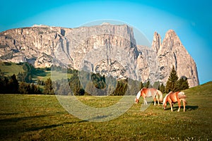 Horses at Seiser Alm, South Tyrol, Italy