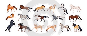 Horses set. Different thoroughbred stallion breeds during gallop, trot, walk, rearing, racing and running. Equine