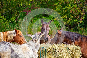 Horses Share in a Meal of Hay