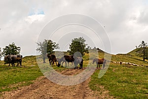 Horses and sheep with herdsman and fog in Carpathian mountains in Romania