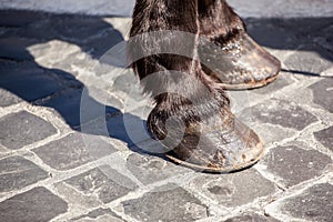 Horses shod hoof cobblestone