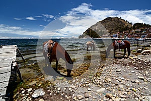 Horses on the shore of Lake Titicaca. Copacabana. Bolivia