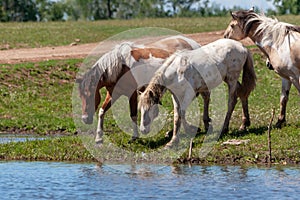 Horses on the shore of the pond. Horses at the site of watering. Bashkiria