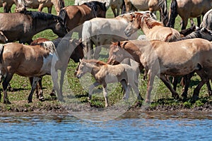 Horses on the shore of the pond. Horses at the site of watering. Bashkiria