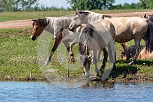 Horses on the shore of the pond. Horses at the site of watering. Bashkiria