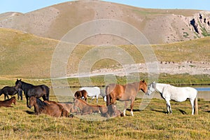 Horses on the side of Tulpar Kol Lake in Alay Valley, Osh, Kyrgyzstan.