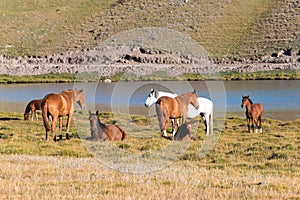 Horses on the side of Tulpar Kol Lake in Alay Valley, Osh, Kyrgyzstan. Pamir mountains in